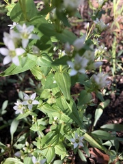 Gentianella microcalyx