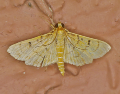 Herpetogramma fluctuosalis