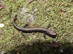 Plethodon hubrichti