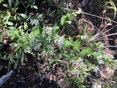 Gentianella microcalyx
