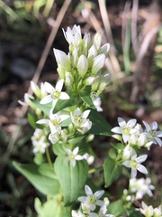 Gentianella microcalyx