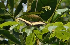 Heraclides androgeus