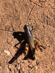 Boopedon flaviventris