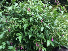 Strobilanthes hamiltoniana