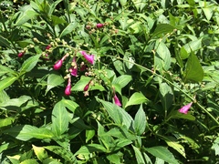 Strobilanthes hamiltoniana