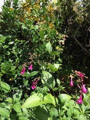 Strobilanthes hamiltoniana