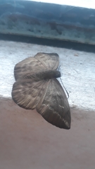 Achlyodes