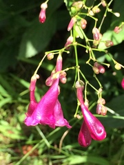 Strobilanthes hamiltoniana