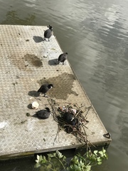 Fulica atra