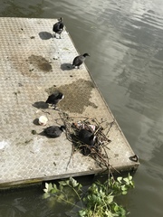 Fulica atra