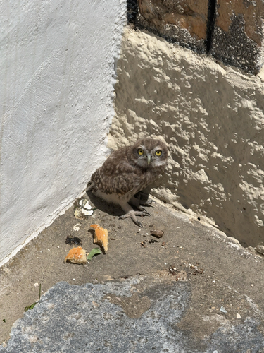 View observation of {o.common_name} on iNaturalist