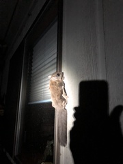 Glaucomys oregonensis