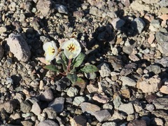 Chylismia claviformis rubescens