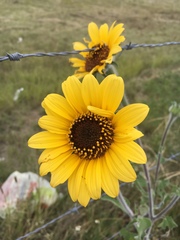 Tithonia tubaeformis