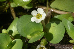 Bacopa eisenii