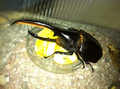 Dynastes septentrionalis