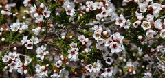 Thryptomene saxicola