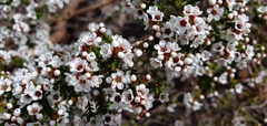 Thryptomene saxicola
