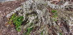Thryptomene saxicola