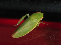 Acusana