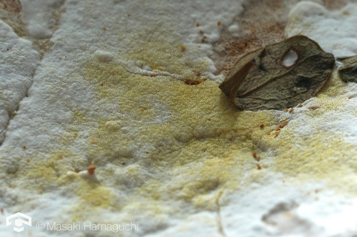 Trichoderma pulvinatum