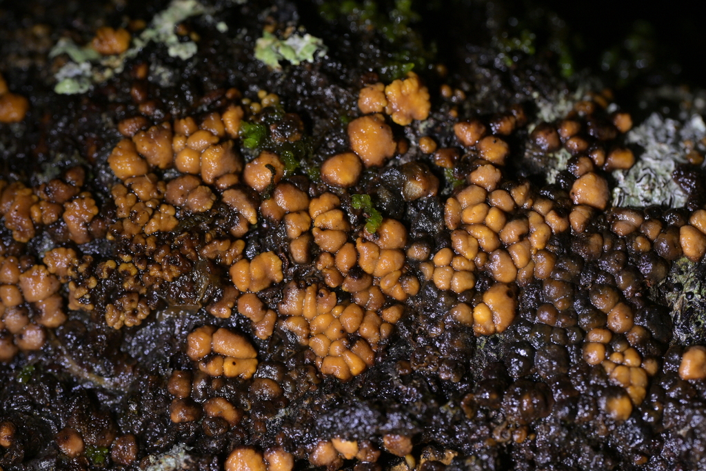 Aleurodiscus berggrenii