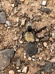 Dasymutilla connectens
