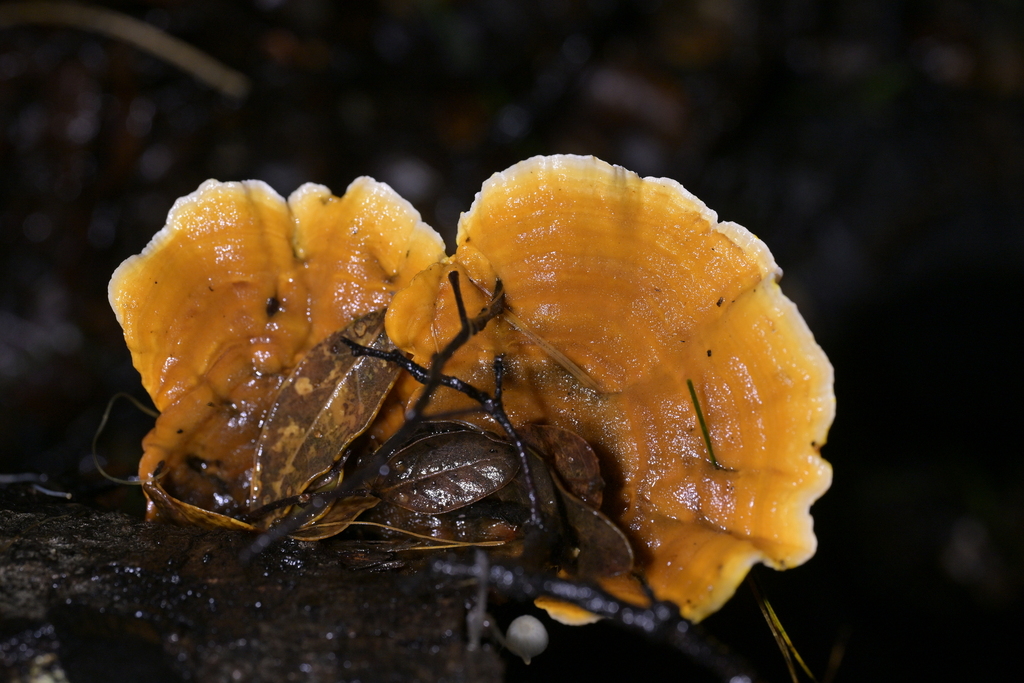 Stereum ostrea · June 2025 · photo: © christopherstephens (iNaturalist, cc-by)