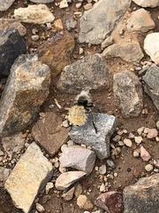 Dasymutilla connectens