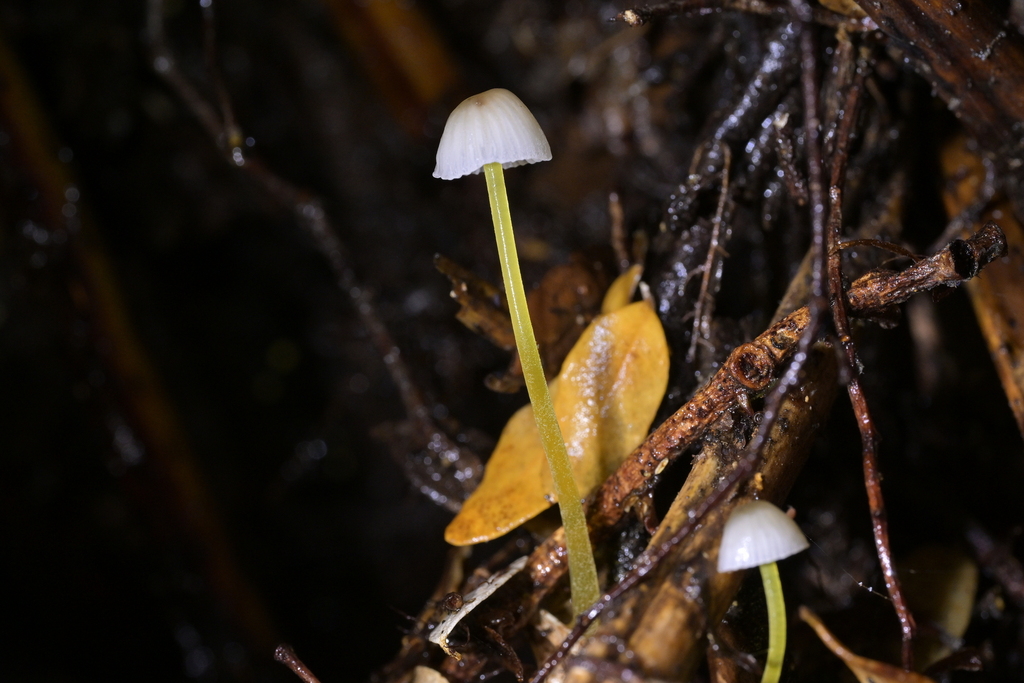 Mycena subviscosa · June 2025 · photo: © christopherstephens (iNaturalist, cc-by)