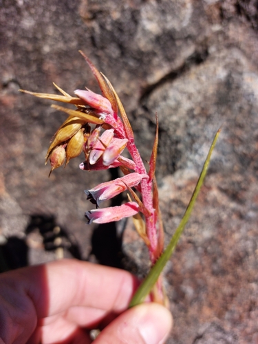 Fernseea itatiaiae