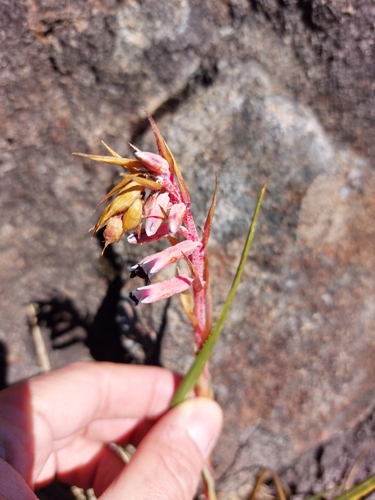 Fernseea itatiaiae, photograph 3
