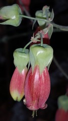 Kalanchoe miniata