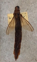 Atractocerus brasiliensis