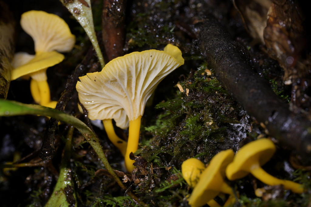 Cantharellus wellingtonensis · June 2025 · photo: © christopherstephens (iNaturalist, cc-by)