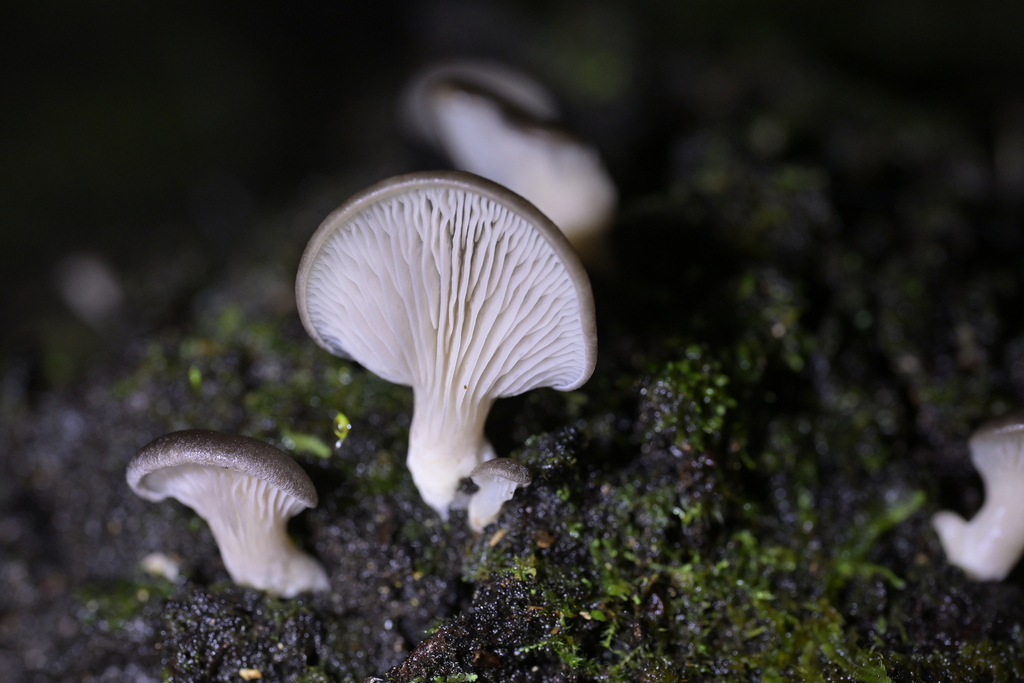 Pleurotus purpureo-olivaceus · June 2025 · photo: © christopherstephens (iNaturalist, cc-by)