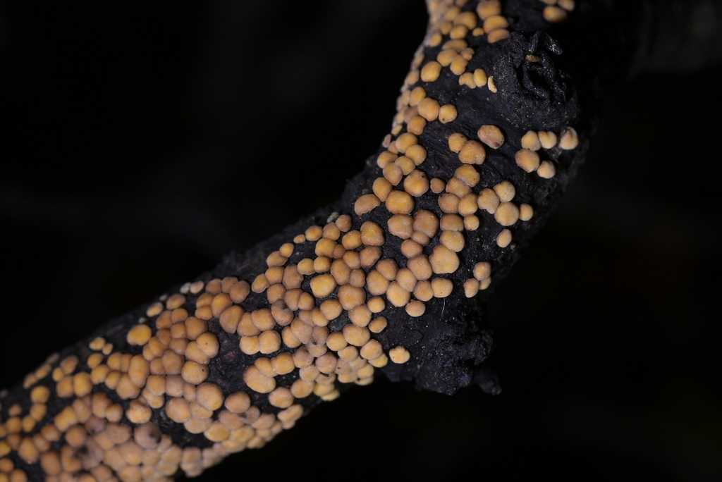 Aleurodiscus berggrenii · June 2025 · photo: © christopherstephens (iNaturalist, cc-by)