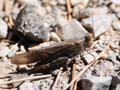 Circotettix crotalum