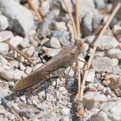 Circotettix crotalum