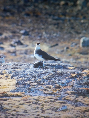 Parasitic Jaeger, Hamburgbukta, Spitsbergen, photo 6 of 10