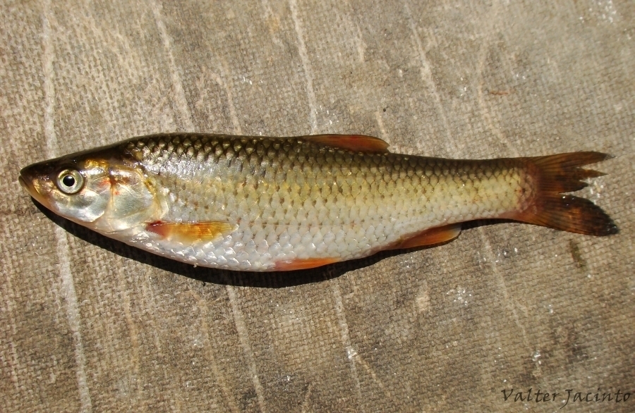 Squalius tartessicus
