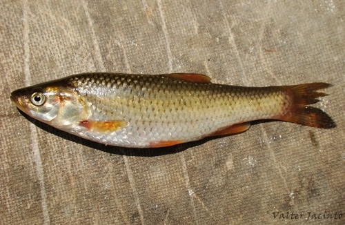 Southern Iberian chub