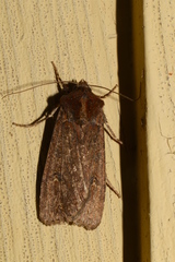 Euxoa ochrogaster