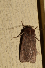 Euxoa ochrogaster