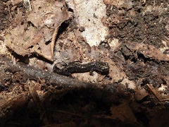 Plethodon hubrichti