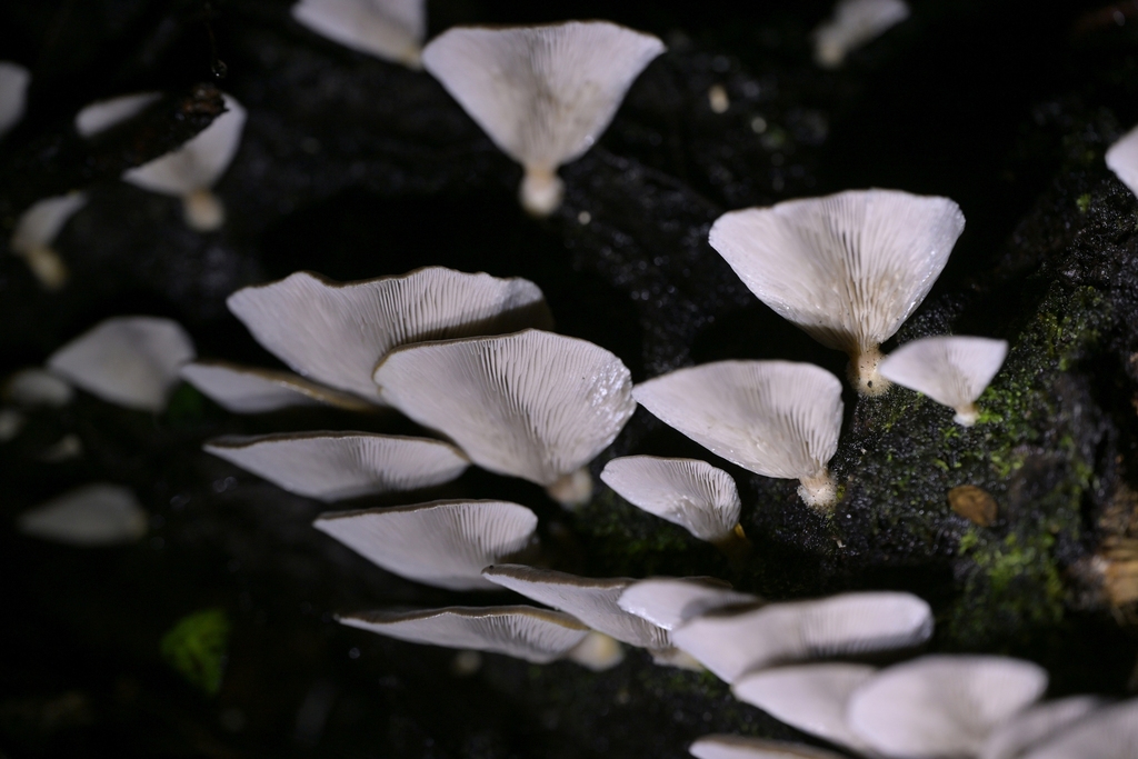 Pleurotus purpureo-olivaceus · June 2025 · photo: © christopherstephens (iNaturalist, cc-by)