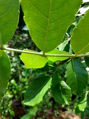 Comocladia macrophylla