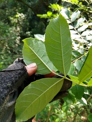 Comocladia macrophylla