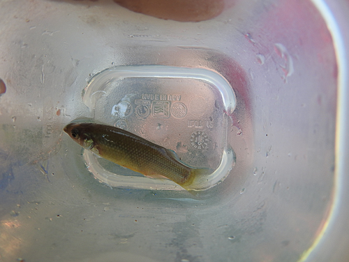 Blackfin goodea (Goodea atripinnis) — Goodeidae — 5