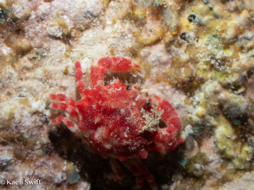 Nucia speciosa observed 2025-06-20